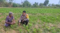 Sinergi Polri dan Warga Kuranji Dorong Desa Mandiri Pangan (1) Sinergi Polri dan Warga Kuranji Dorong Desa Mandiri Pangan