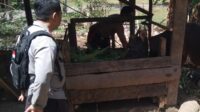 Warga Dusun Melase Antusias Sambut Program Pertanian Pekarangan yang Digagas Polsek Batulayar (1) Warga Dusun Melase Antusias Sambut Program Pertanian Pekarangan yang Digagas Polsek Batulayar