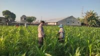 WhatsApp Image 2025-09-23 at 08.41.26 Sinergi Polisi dan Petani Desa Kuranji Dalang Dukung Program Ketahanan Pangan Nasional