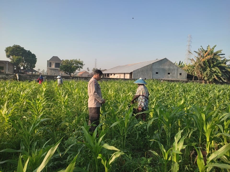WhatsApp Image 2025-09-23 at 08.41.26 Sinergi Polisi dan Petani Desa Kuranji Dalang Dukung Program Ketahanan Pangan Nasional
