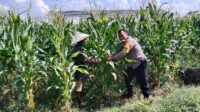 WhatsApp Image 2025-09-23 at 13.15.57 (1) Dusun Jerneng Lombok Barat Jadikan Lahan Kosong Sumber Pangan Keluarga
