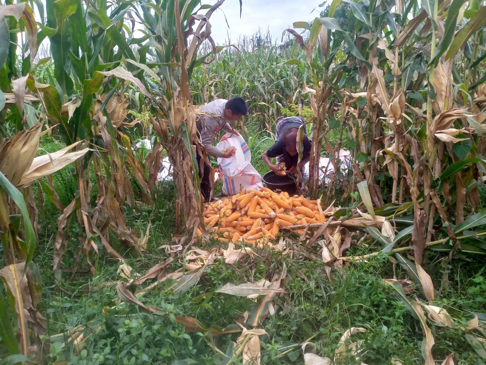WhatsApp Image 2025-10-11 at 10.13.55 (1)_result Sinergi Polri dan Warga Desa Jagaraga Bangun Kemandirian Pangan